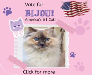 Vote for Bijou, America's no. 1 CAT