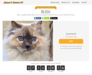 Bijou America's Favorite Pet contest